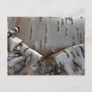 Curly Birch Bark Tree Rustic Holiday Postcard