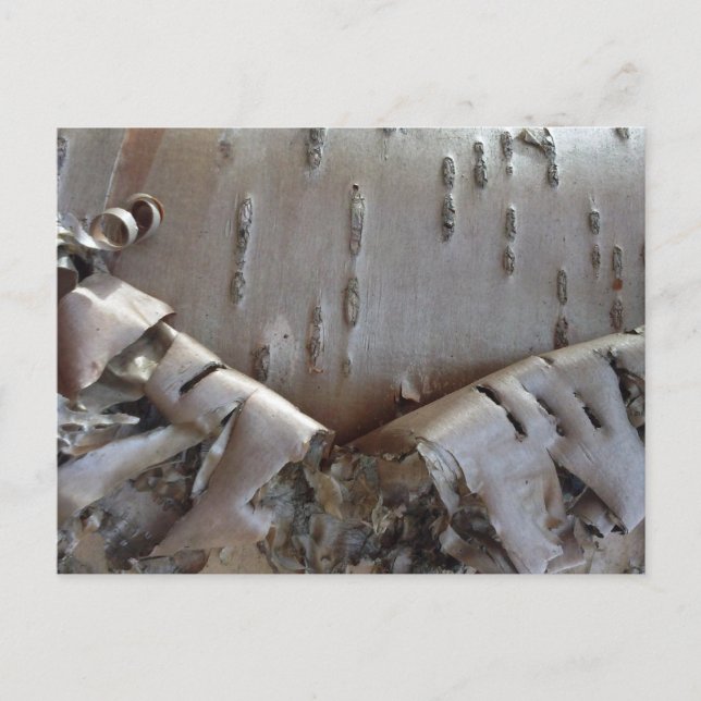 Curly Birch Bark Tree Rustic Postcard (Front)