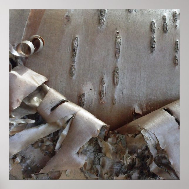 Curly Birch Bark Tree Rustic Poster (Front)