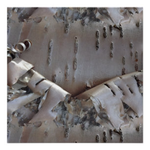 Curly Birch Bark Tree Rustic Poster