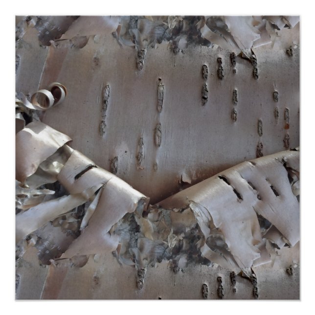 Curly Birch Bark Tree Rustic Poster (Front)
