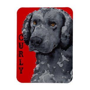 Curly-Coated Retriever Colour Block Magnet