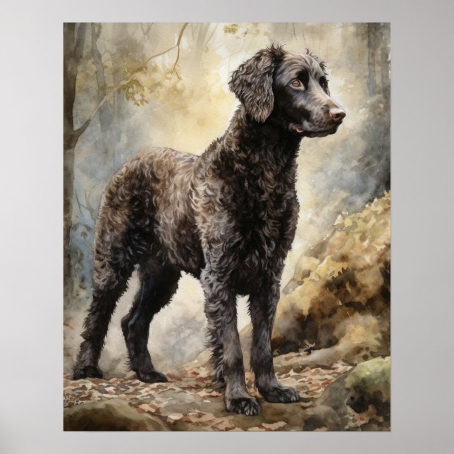 Curly Coated Retriever Dog Art Print Poster (Front)