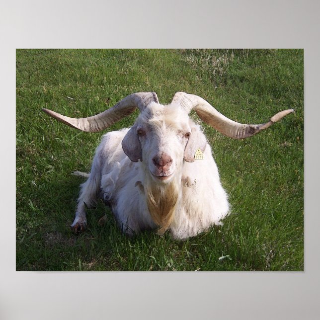 Curly Horn Goat Poster (Front)
