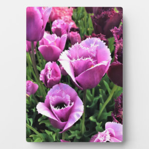 Curly Sue Purple Tulips, Oregon Plaque
