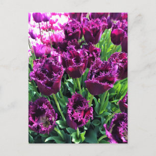 Curly Sue Purple Tulips, Oregon Postcard
