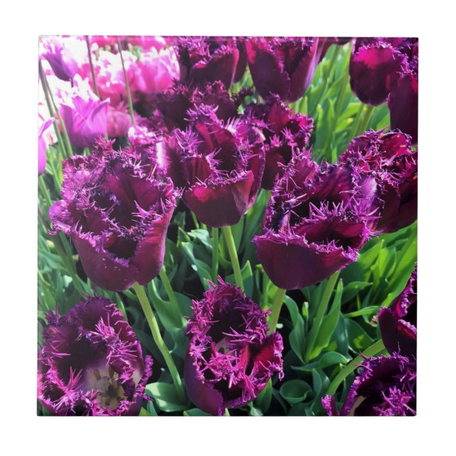 Curly Sue Purple Tulips, Oregon Tile (Front)