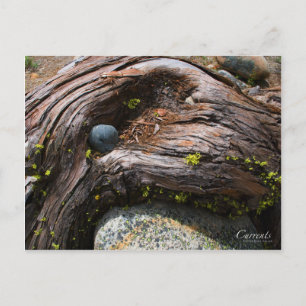 Currents Photo Postcard