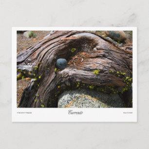 Currents Prints Postcard