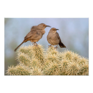 Curve-Billed Thrashers on Cholla (Arizona) Photo Print