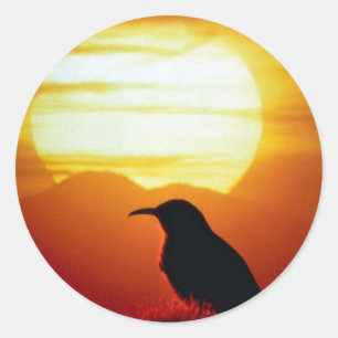 Curved bill thrasher on saguaro, Sonoran Desert, U Classic Round Sticker