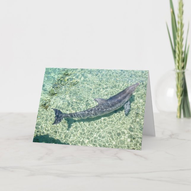 Curved Dolphin Underwater Thank You Card (Front)