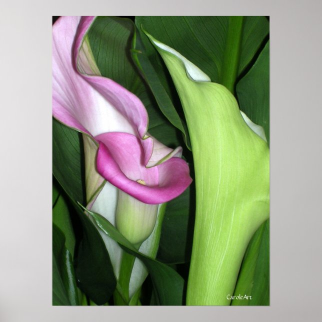Curvy Calla Lilies Print (Front)