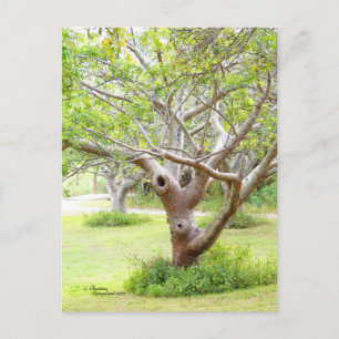 Curvy Florida Trees Postcard