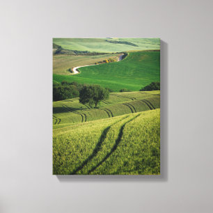 Curvy lines in green Tuscany canvas print