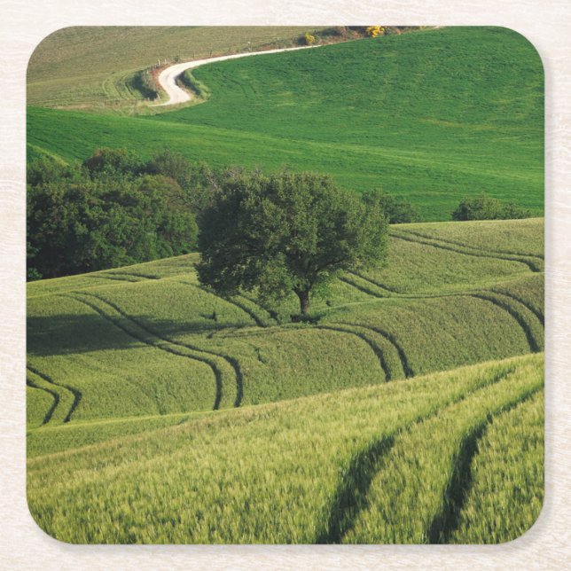 Curvy lines in green Tuscany coaster (Front)