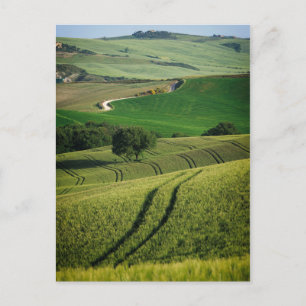 Curvy lines in green Tuscany postcard
