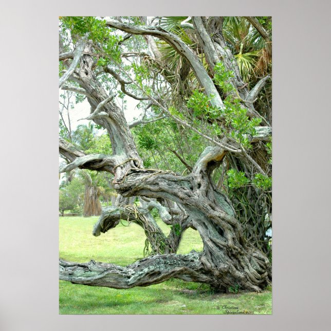 Curvy live living Oak tree Poster (Front)