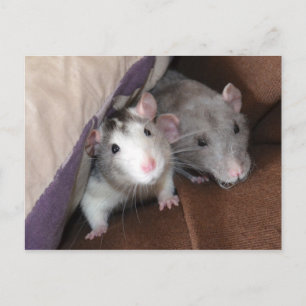 "Cushion Dwellers" Rat Postcard