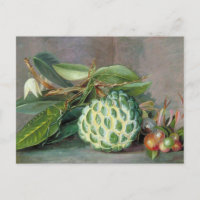Custard Apple - Marianne North Postcard