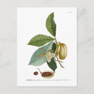 Custard apple postcard