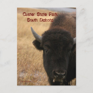 Custer State Park, South Dakota Postcard
