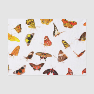 Custom 10lb Tissue Paper, White BUTTERFLIES Paper