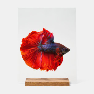 Custom 11" x 14" Acrylic Sign, with Wood Block Sign