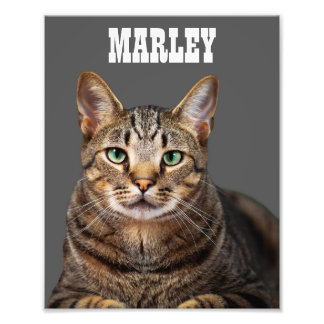 Custom and Personalised Pet Cat Photo Print