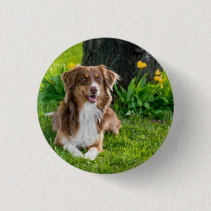 Custom Australian Shepherd Dog Pet Photo 3 Cm Round Badge