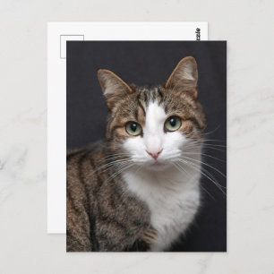 Custom Brown Tabby Cat Single Pet Photo Postcard