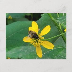 Custom Bumblebee on a Yellow Flower Postcards