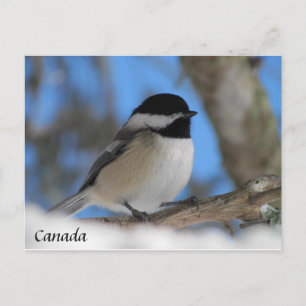 Custom Canada  bird Chickadee  Post card