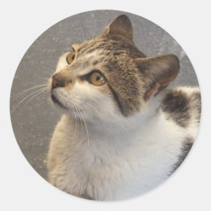 Custom Cat stickers