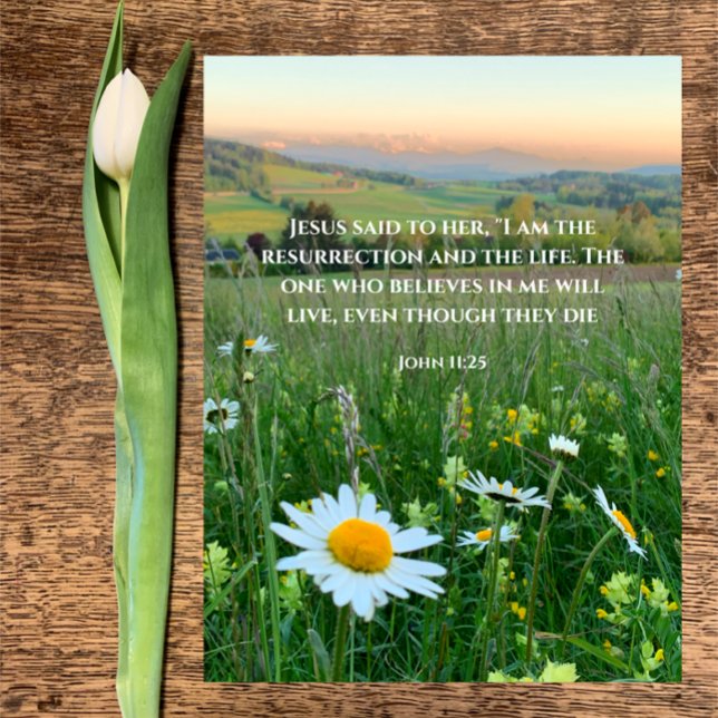 Custom Christian Bible Verse Original Nature Photo Holiday Postcard (Beautiful original daisy photo with custom Christian Bible verse John 11:25 Easter resurrection card)