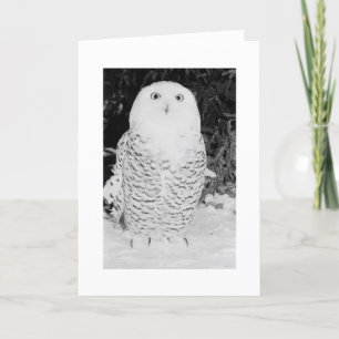 Custom Christmas Card Winter Owl