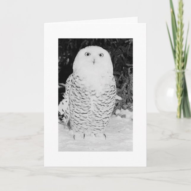 Custom Christmas Card Xmas Holidays Winter Owl (Front)