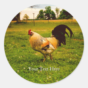 Custom Colourful Rooster Farm Life Photo Classic Round Sticker