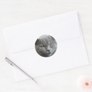 Custom Cute Grey kitty Cat Photo Classic Round Sticker
