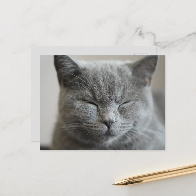 Custom Cute Grey Kitty Face Photo Postcard (Front/Back In Situ)