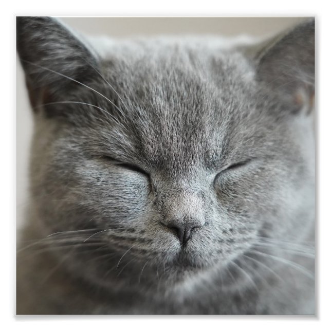 Custom Cute Grey Kitty Face Photo Print (Front)