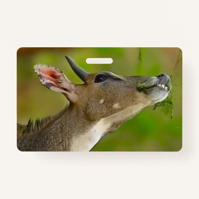 Custom deer ID badge (Front)