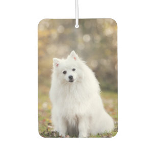Custom Dog Photo  Car Air Freshener