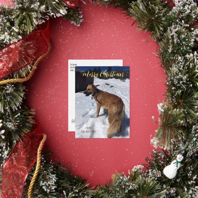 Custom Dog Photo Foil Holiday Post Card (Insitu)