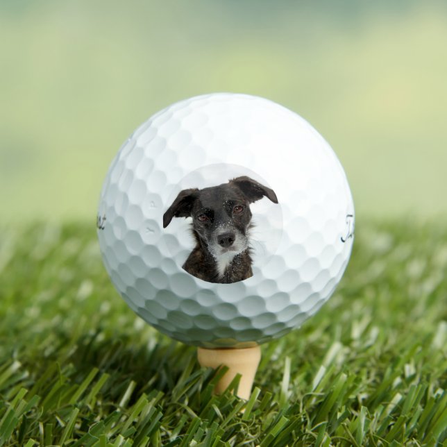 Custom Dog Photo Modern Personalised Golf Ball (Insitu Tee)