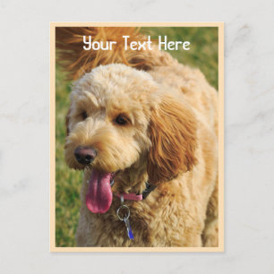 Custom Goldendoodle Dog Postcard