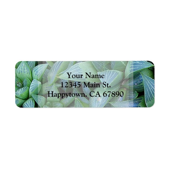 Custom Green Haworthia Succulent Plant Address (Front)
