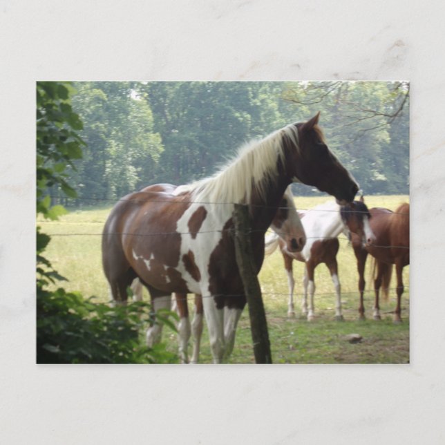 Custom Horses Postcards (Front)