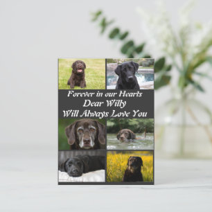 Custom modern Pet Memorial 6 Photo Collage  Postcard