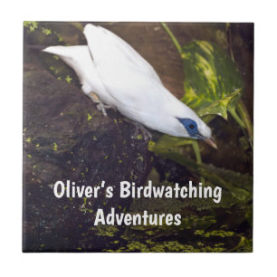 Custom Name Bali Myna Birdwatching Adventure Tile